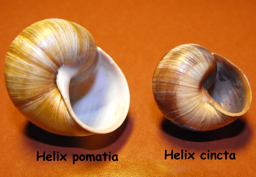 Helix pomatia ed Helix cincta